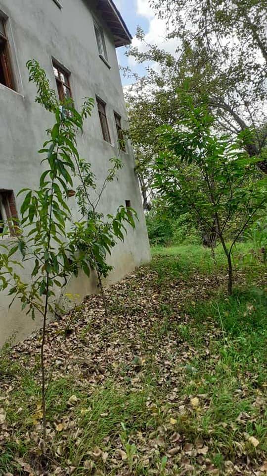 Ayancık Armutluyazı Köyü Resimleri 14