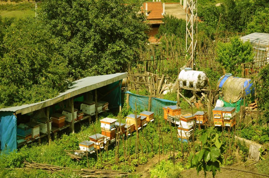 Ayancık Aşağıköy Köyü Resimleri 6