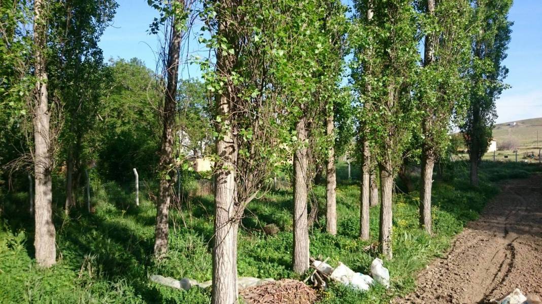 Sarayönü Büyükzengi Köyü Resimleri 2
