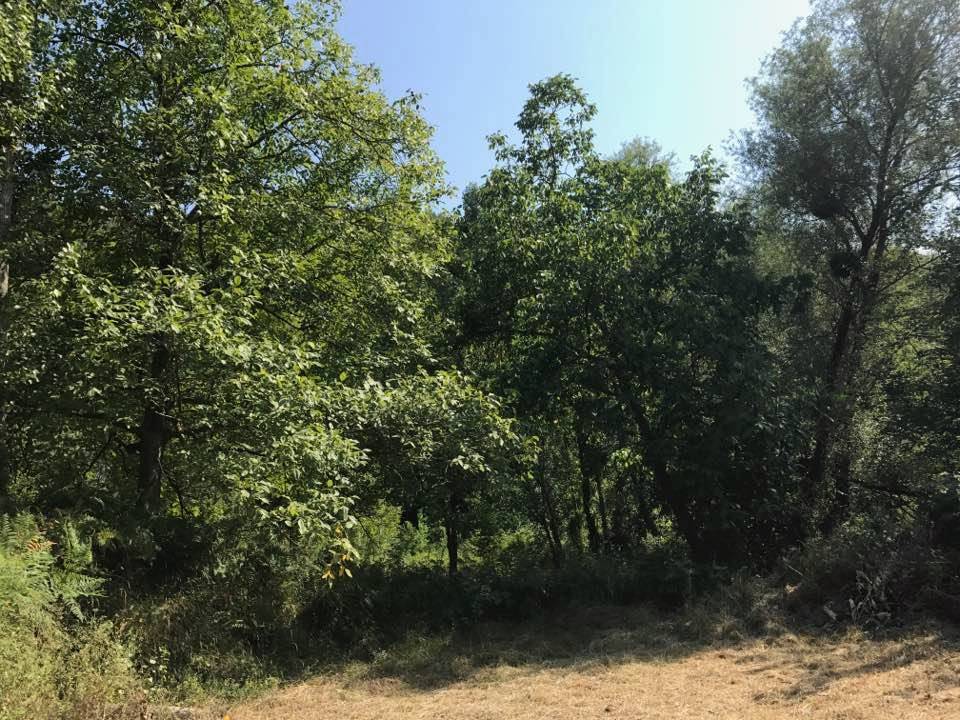 Ayancık Belpınar Köyü Resimleri 5