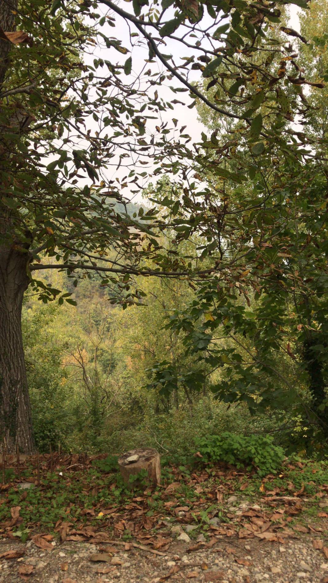 Ayancık Belpınar Köyü Resimleri 9