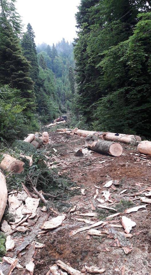Ayancık Çaybaşı Köyü Resimleri 6