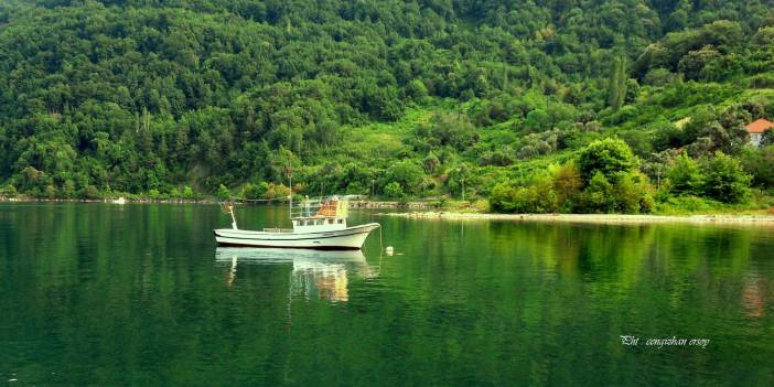 Ayancık Çaylıoğlu Köyü Resimleri