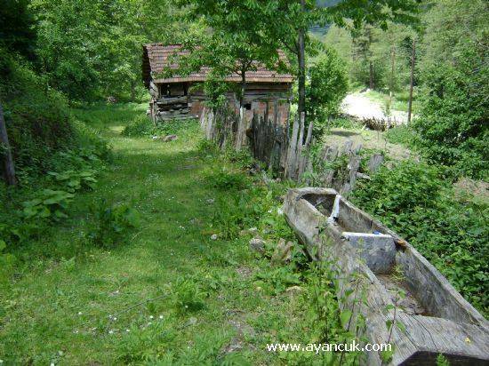 Ayancık Davutlu Köyü Resimleri 4