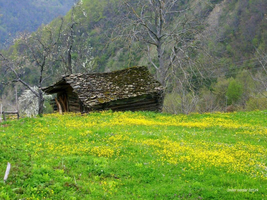 Ayancık Dibekli Köyü Resimleri 5