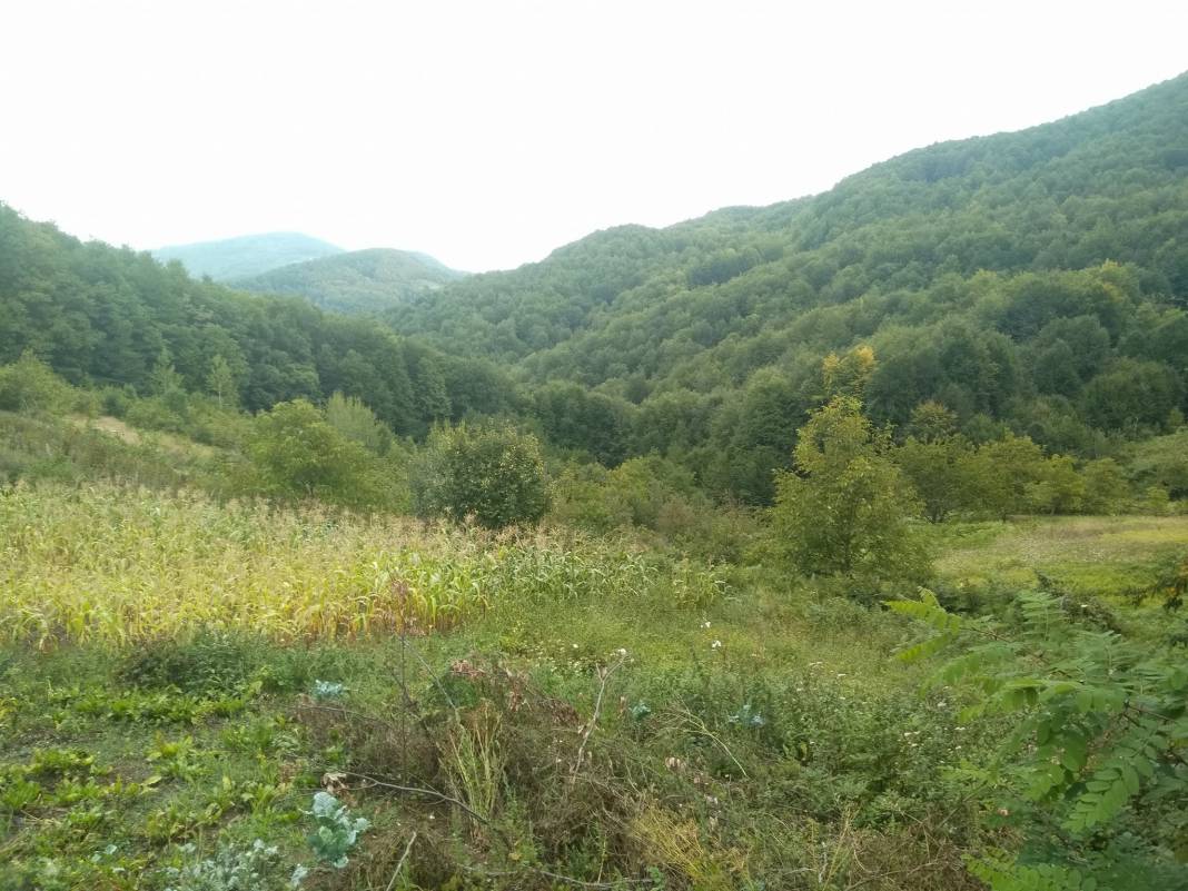 Ayancık Göldağı Köyü Resimleri 8