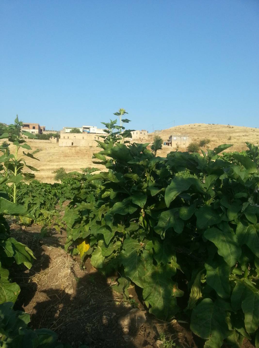 Gercüş Başarköy Köyü Resimleri 3