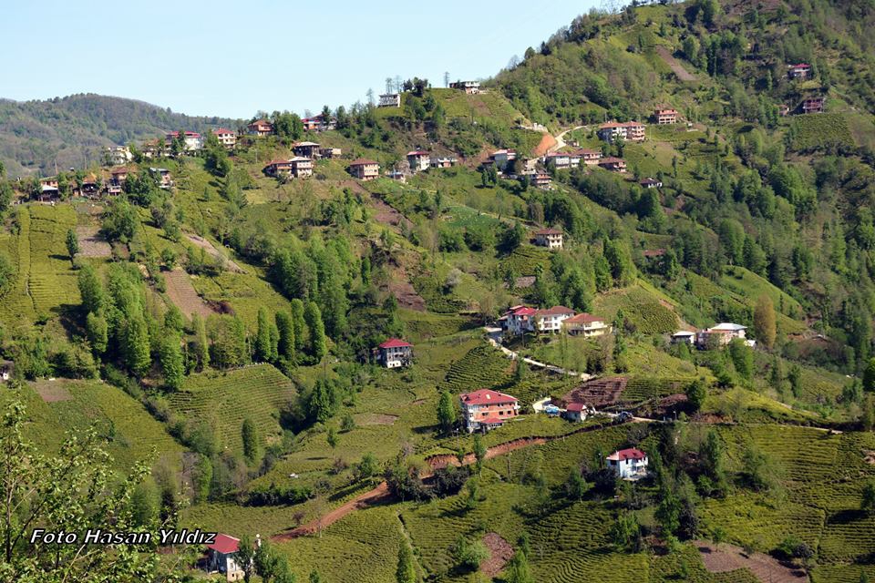 Çayeli Aşıklar Köyü Resimleri 12