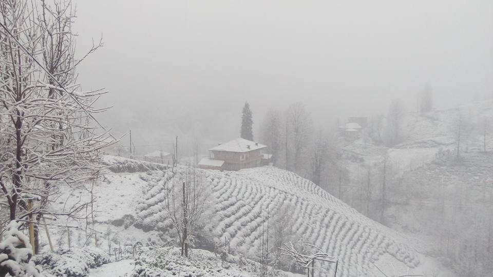 Çayeli Aşıklar Köyü Resimleri 7