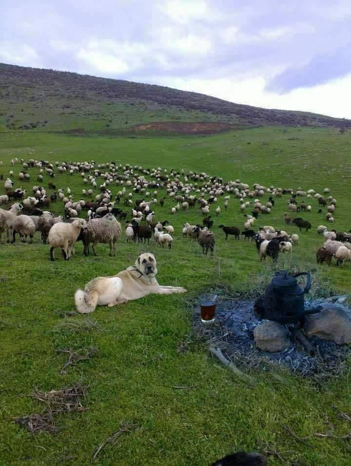 Çorum Ahiilyas Köyü Resimleri 5