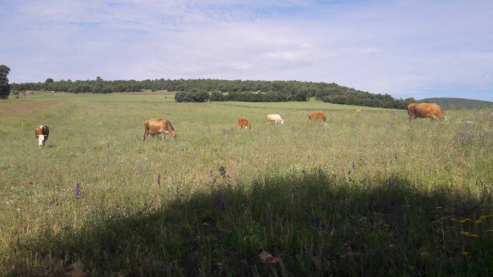 Çorum Aşağısaraylı  Köyü Resimler 1