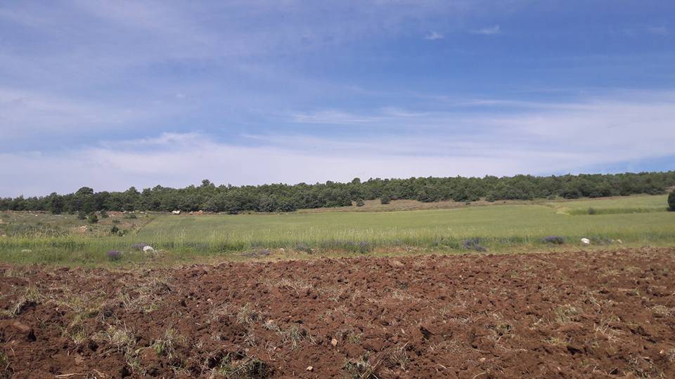 Çorum Aşağısaraylı  Köyü Resimler 2