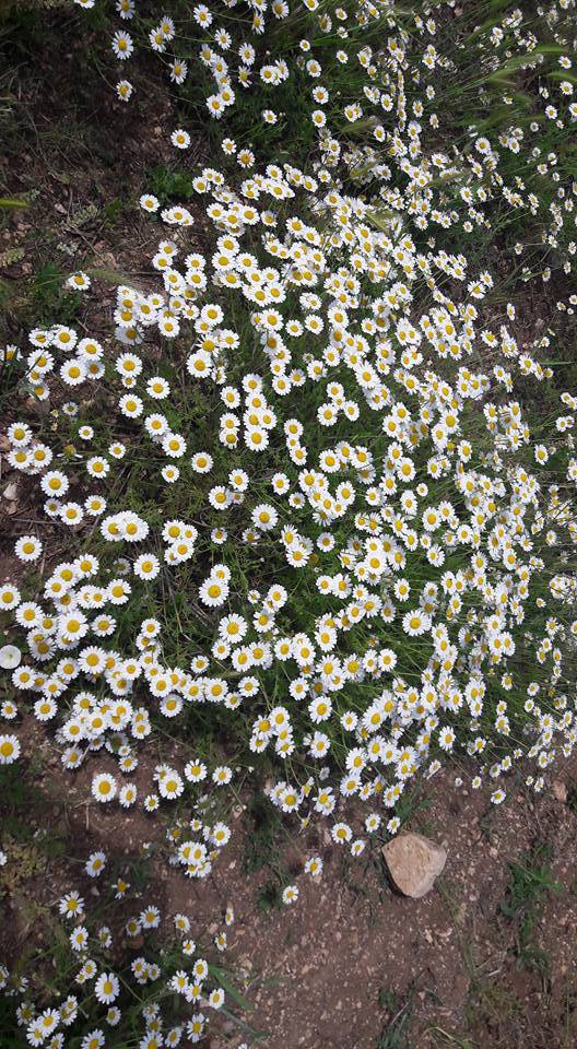 Çorum Aşağısaraylı  Köyü Resimler 4