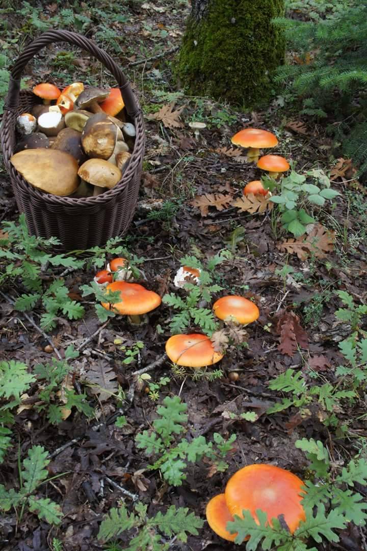 Ayancık Hatip Köyü Resimleri 2