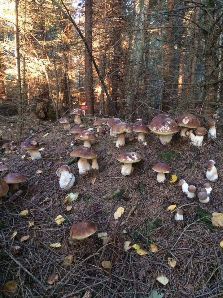 Ayancık Hatip Köyü Resimleri 3