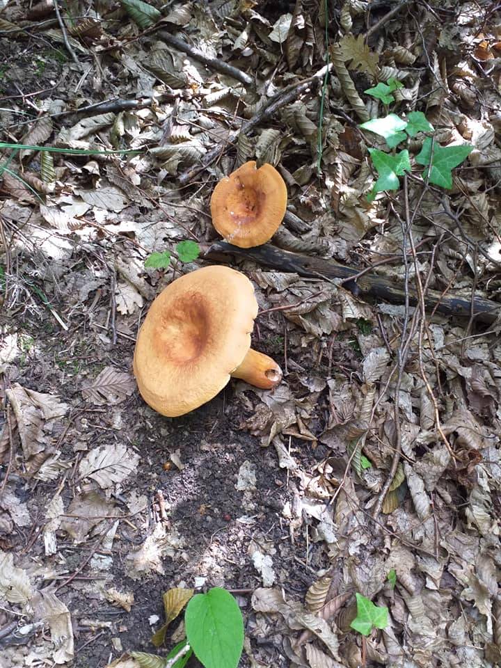 Ayancık Hüseyinbey Köyü Resimleri 9