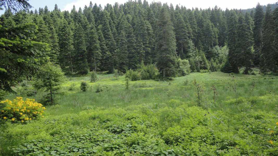 Ayancık İnaltı Köyü Resimleri 3