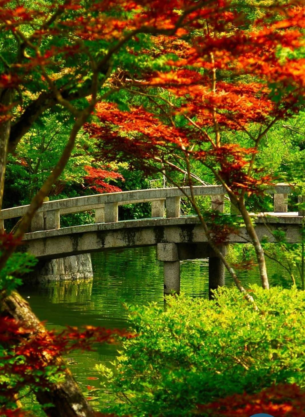 Ayancık Kestanelik Köyü Resimleri 6