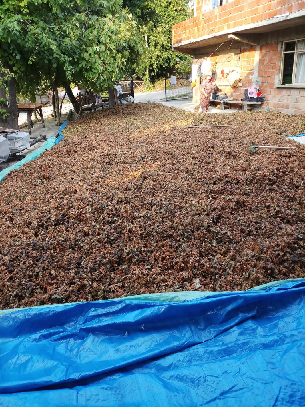 Ayancık Kestanelik Köyü Resimleri 7