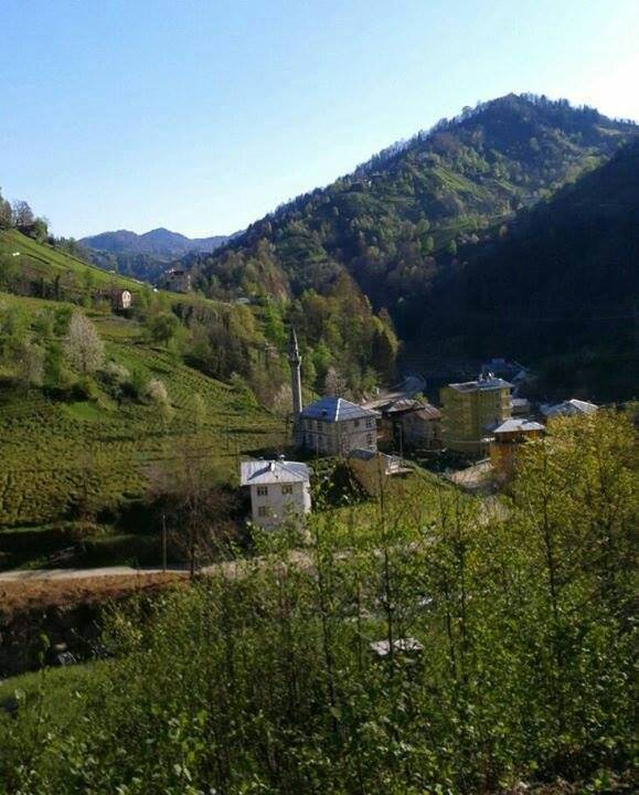 Çayeli Çataldere Köyü Resimleri 7
