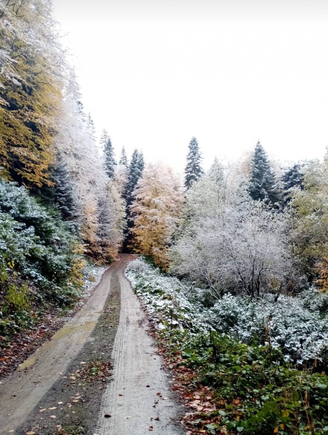 Ayancık Köseyakası Köyü Resimleri 3