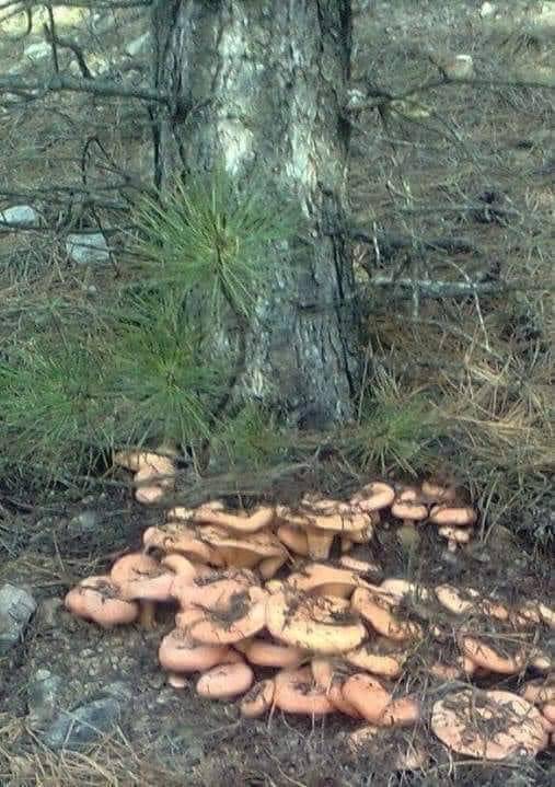 Ayancık Mustafakemalpaşa Köyü Resimleri 10