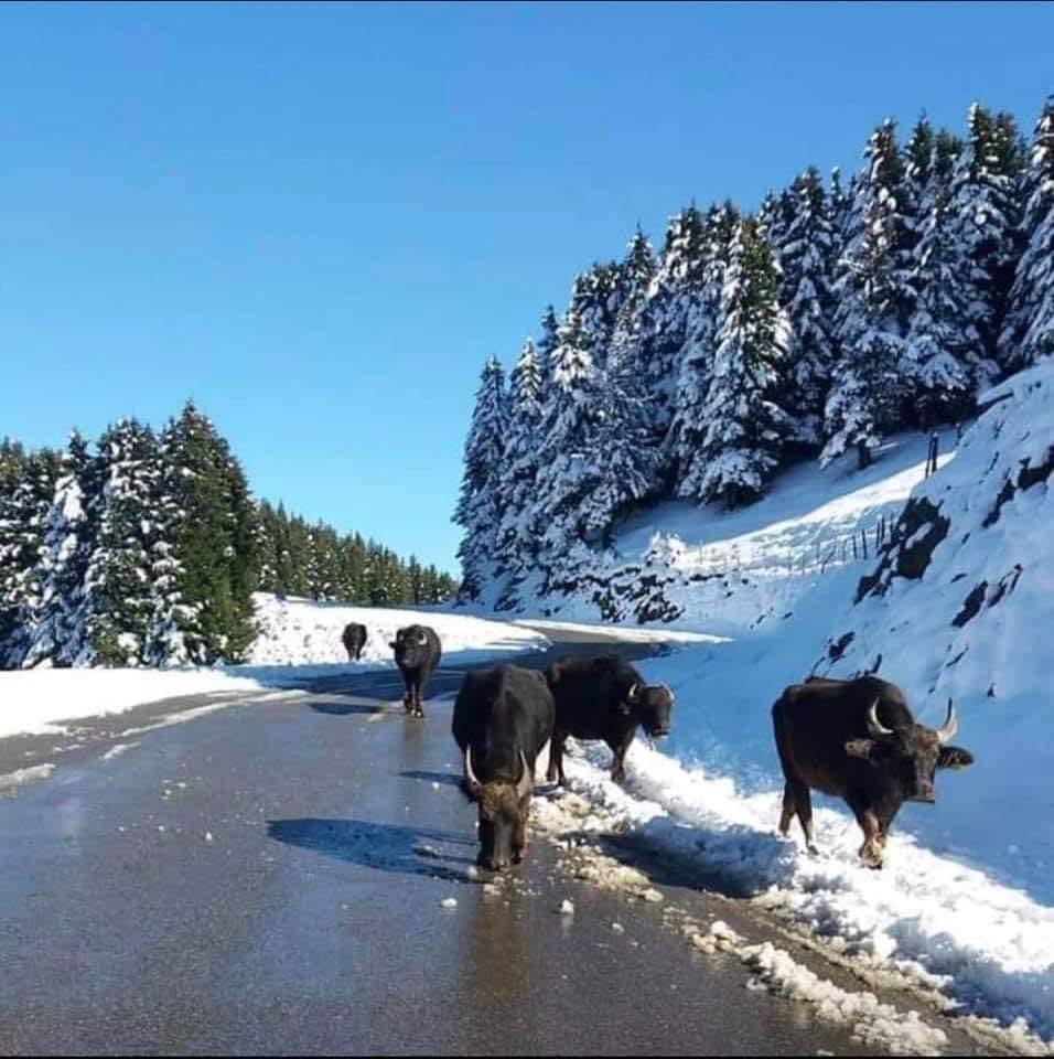 Ayancık Mustafakemalpaşa Köyü Resimleri 3