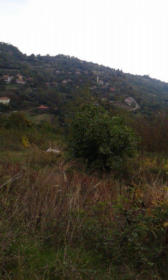 Ayancık Ortalık Köyü Resimleri 2