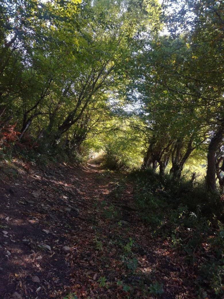 Ayancık Pazarcık Köyü Resimleri 14