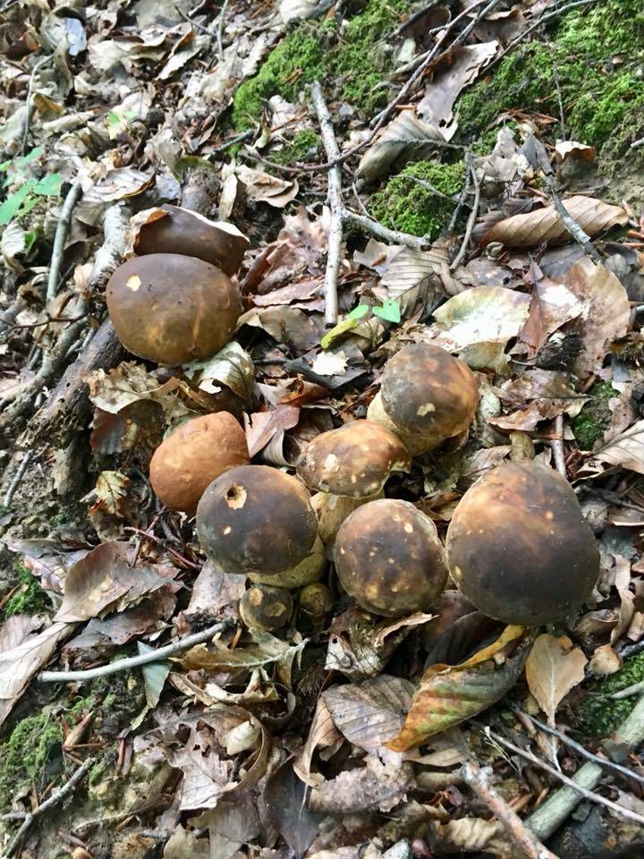 Ayancık Tepecik Köyü Resimleri 10