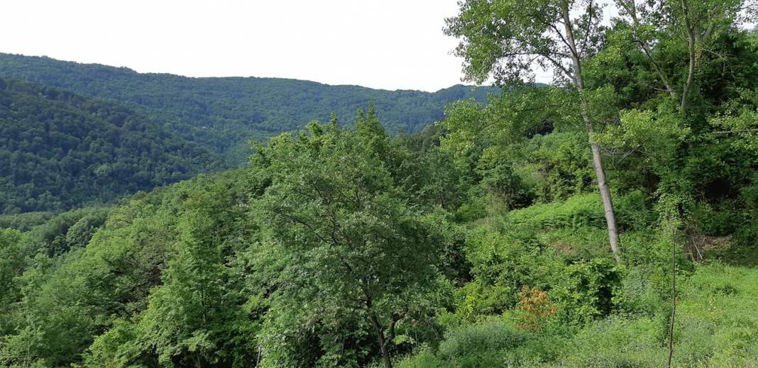 Ayancık Tepecik Köyü Resimleri 11