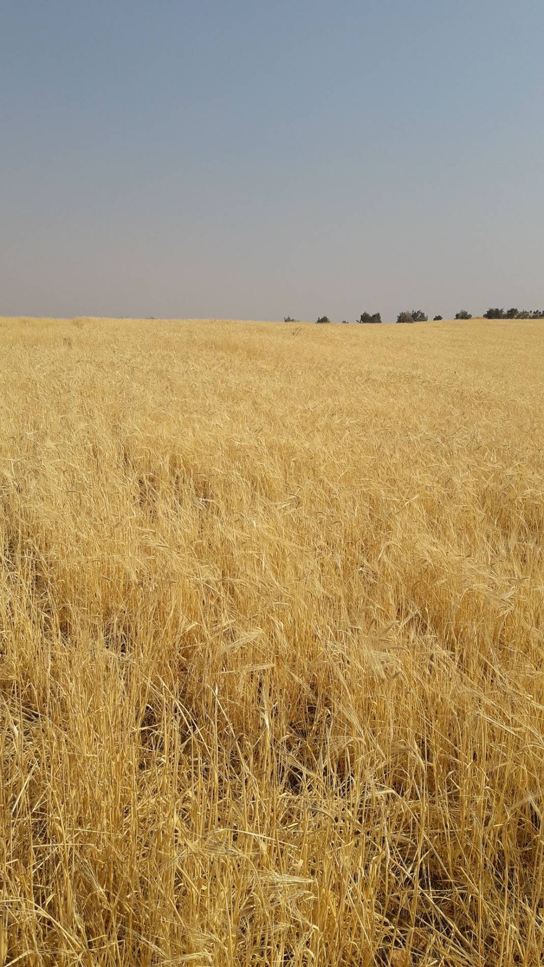 Gercüş Doruk Köyü Resimleri 9