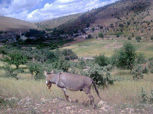 Gercüş Geçitköy Köyü Resimleri 1