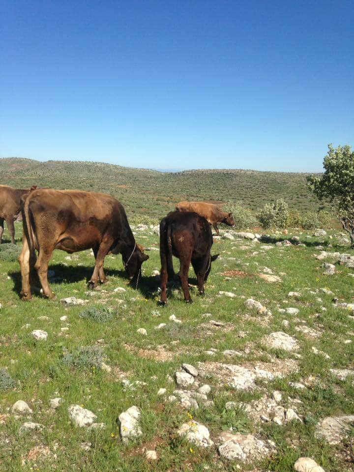 Gercüş Geçitköy Köyü Resimleri 3