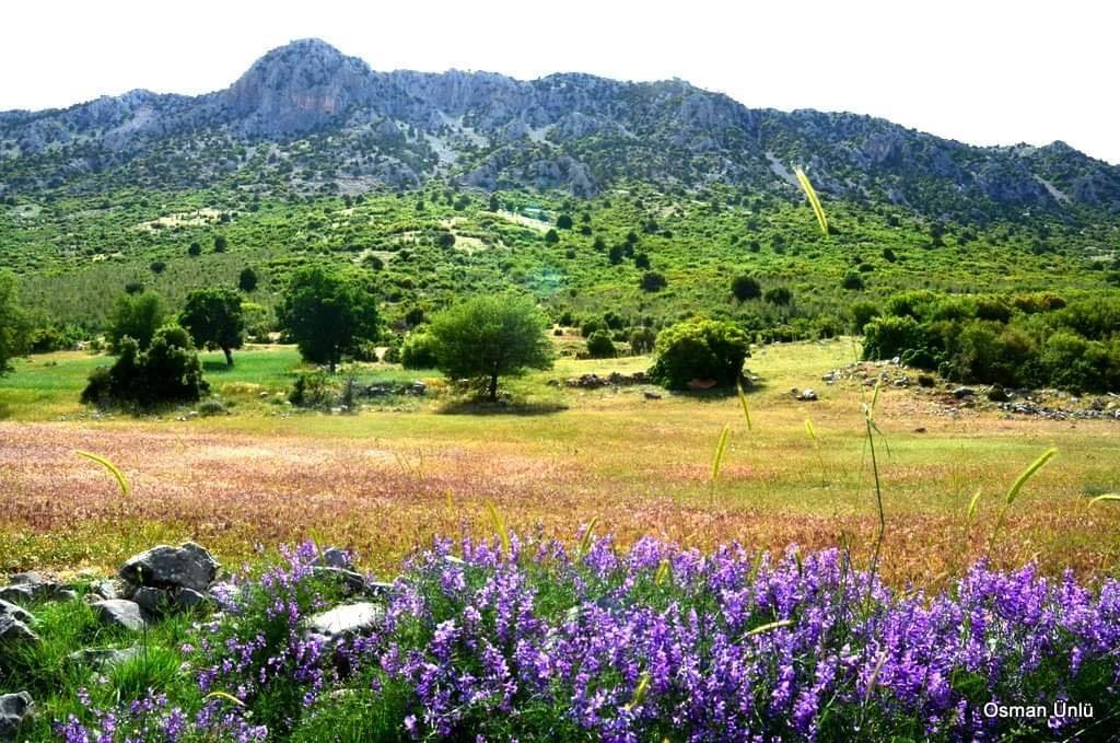 Yeşilova Güney Köyü Resimleri 8
