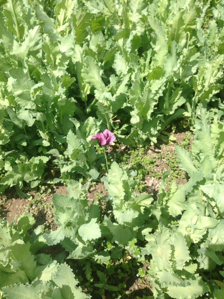 Seydişehir Akçalar Köyü Resimleri 3