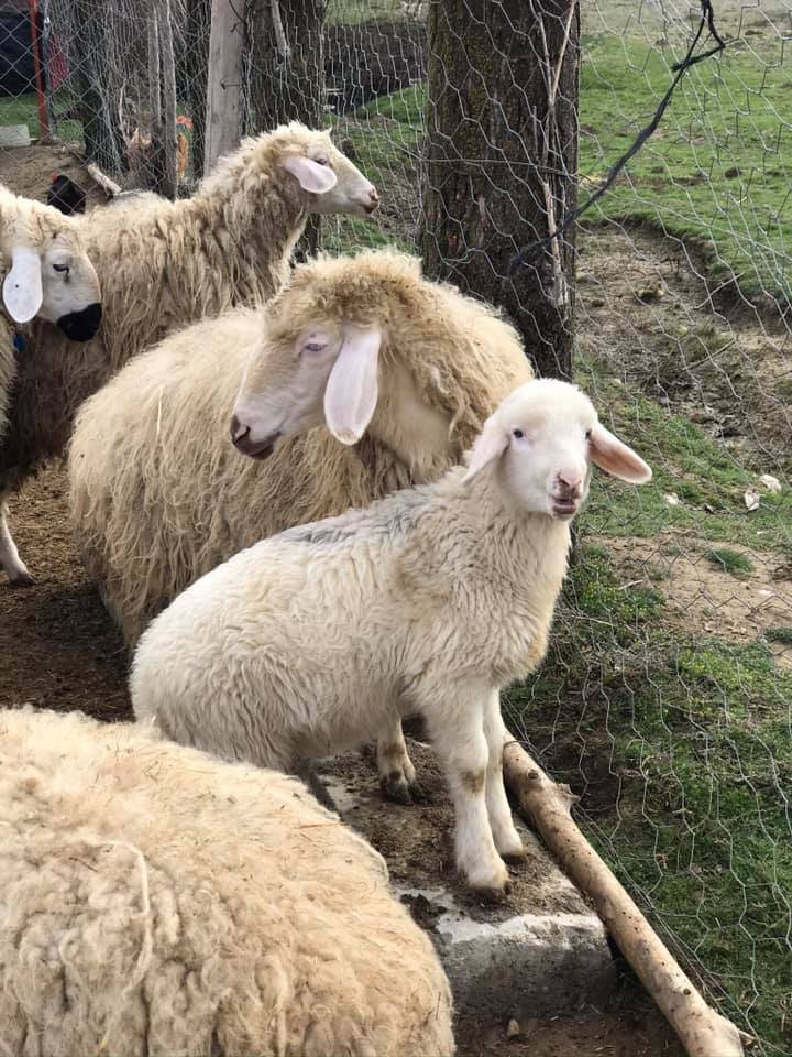 Seydişehir Akçalar Köyü Resimleri 8