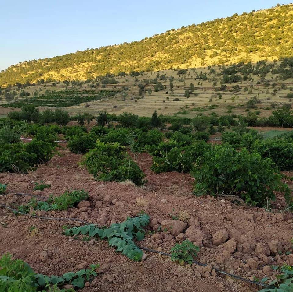 Gercüş Kutlu Köyü Resimleri 11