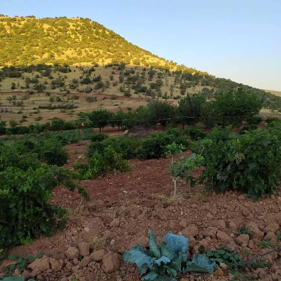 Gercüş Kutlu Köyü Resimleri 9