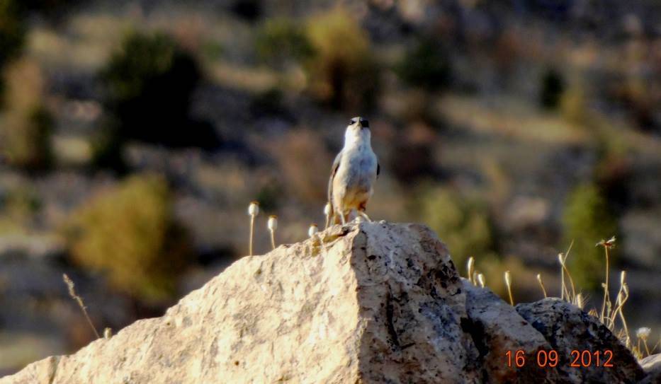 Gercüş Poyraz Köyü Resimleri 1