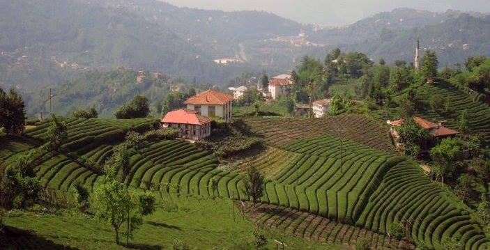 Çayeli Haremtepe Köyü Resimleri 9