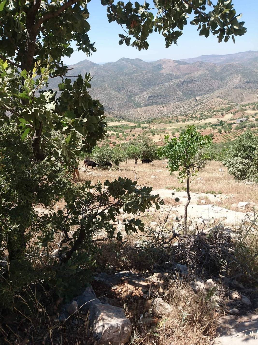 Gercüş Poyraz Köyü Resimleri 8