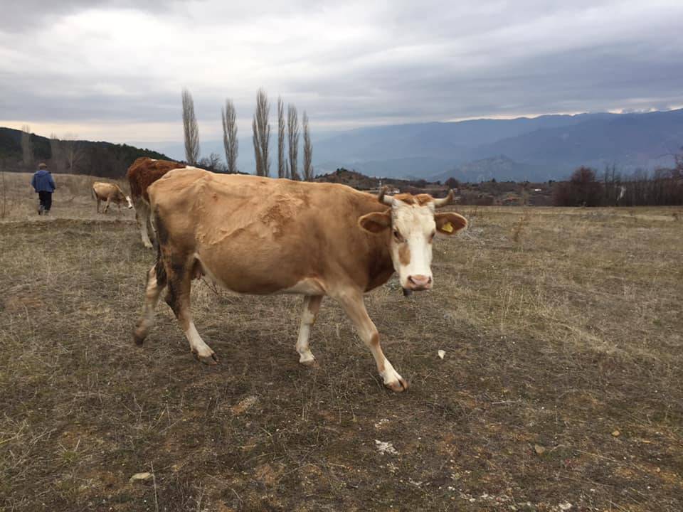 Boyabat Ardıç Köyü Resimleri 9