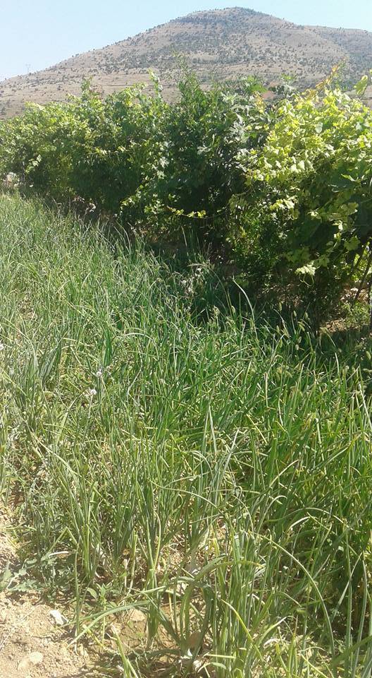 Gercüş Rüzgarlı Köyü Resimleri 8