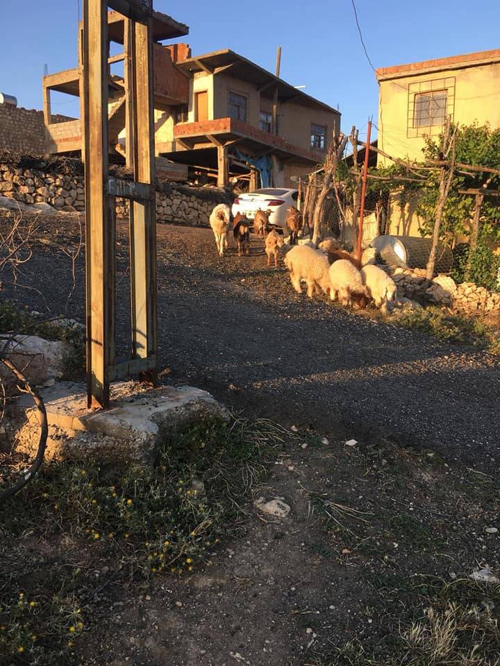 Gercüş Sargın Köyü Resimleri 2