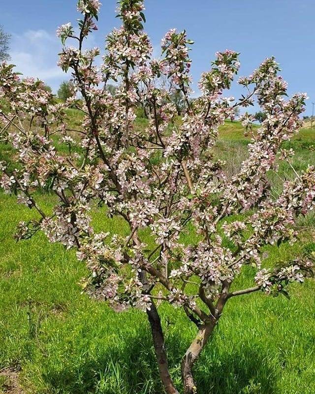 Gercüş Sargın Köyü Resimleri 5