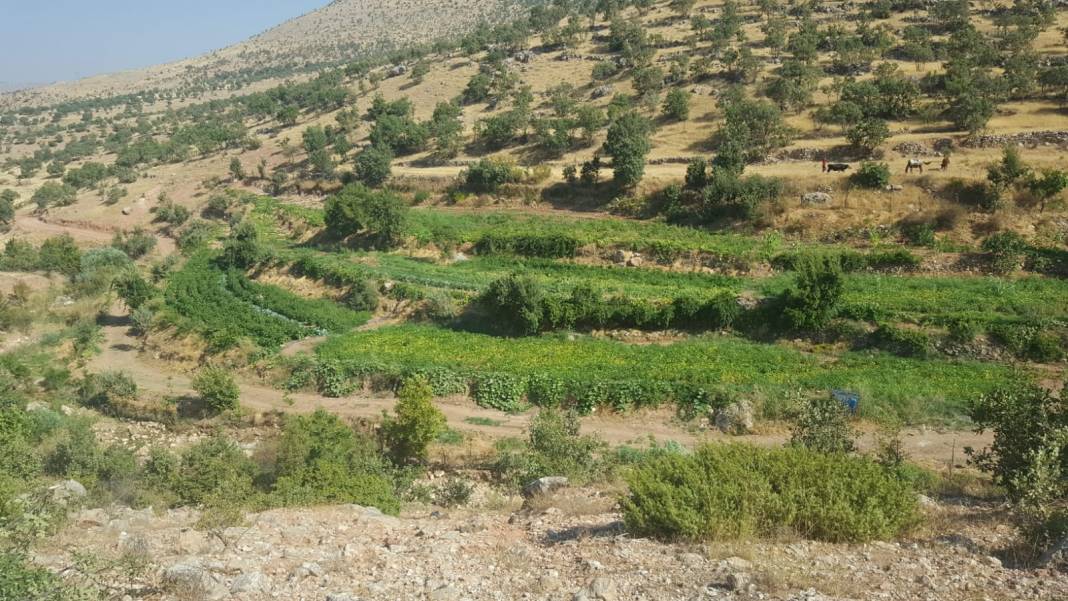 Gercüş Seki Köyü Resimleri 10