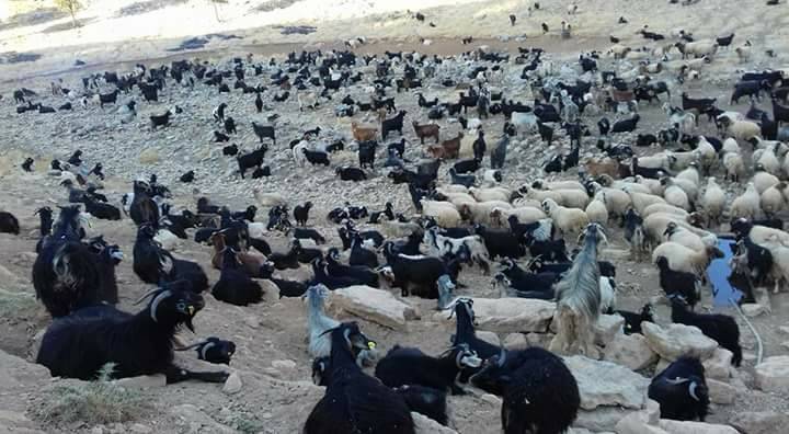 Gercüş Seki Köyü Resimleri 12