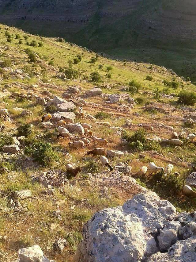 Gercüş Seki Köyü Resimleri 7