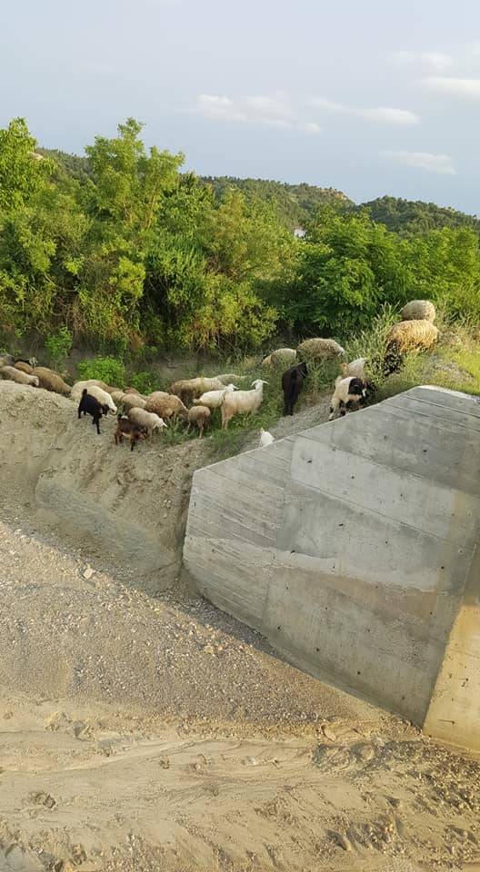 Boyabat Bağlıca Köyü Resimleri 1
